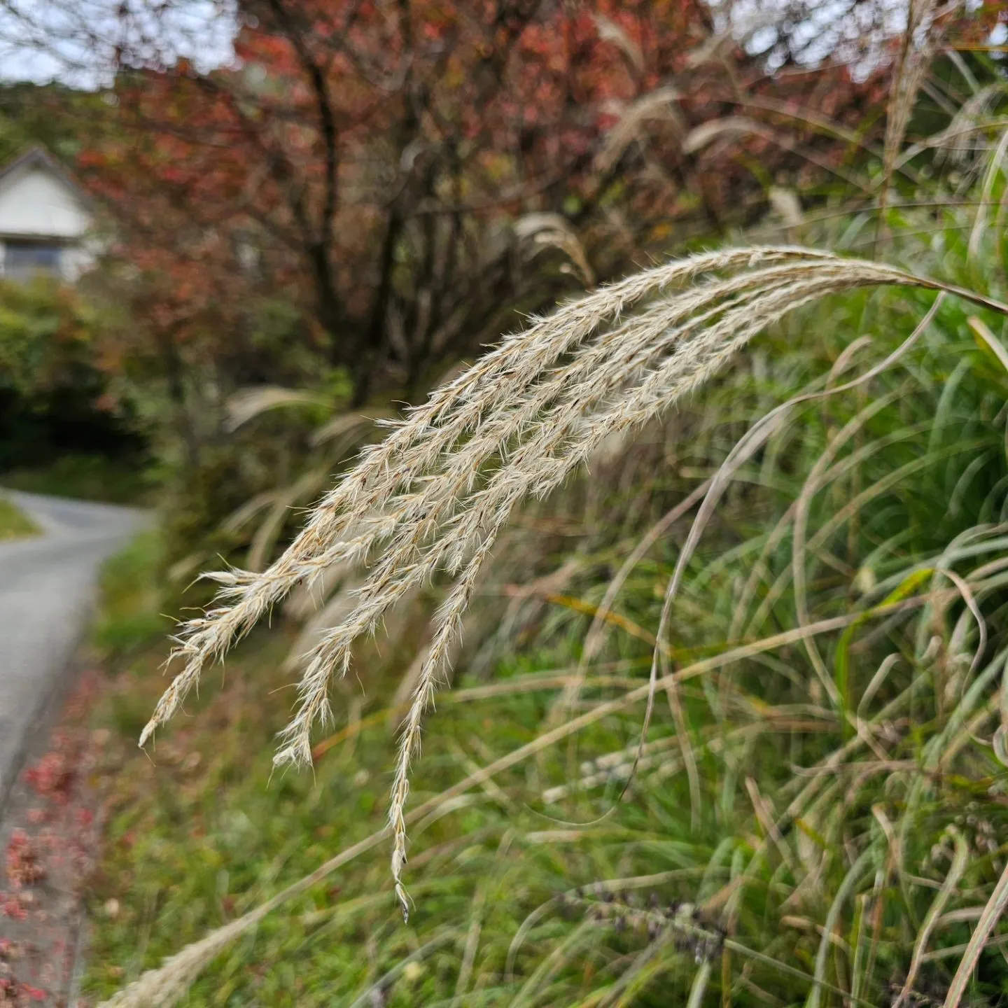 今朝は涼しいと云うより