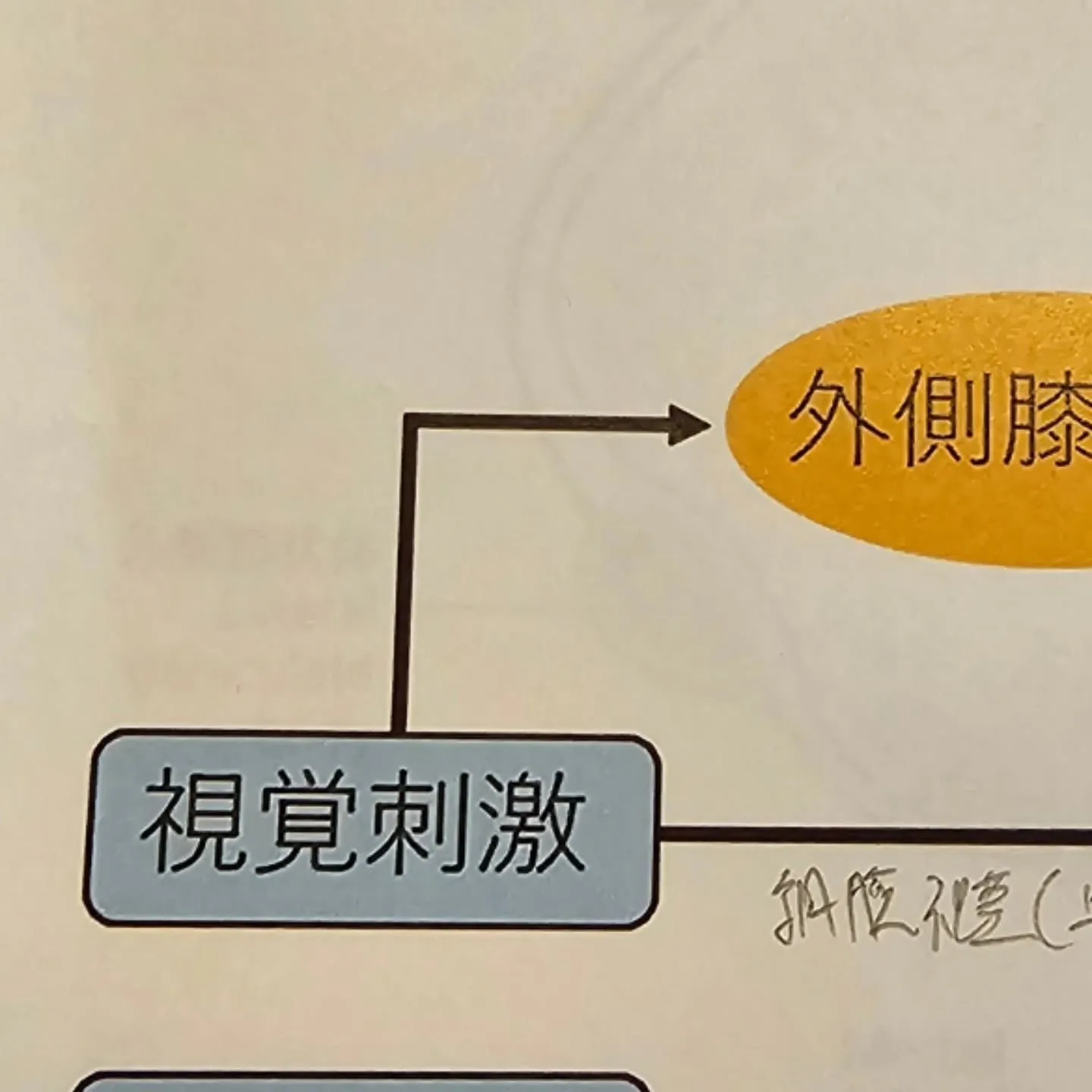 昨日は神経学の学びにいってきました。