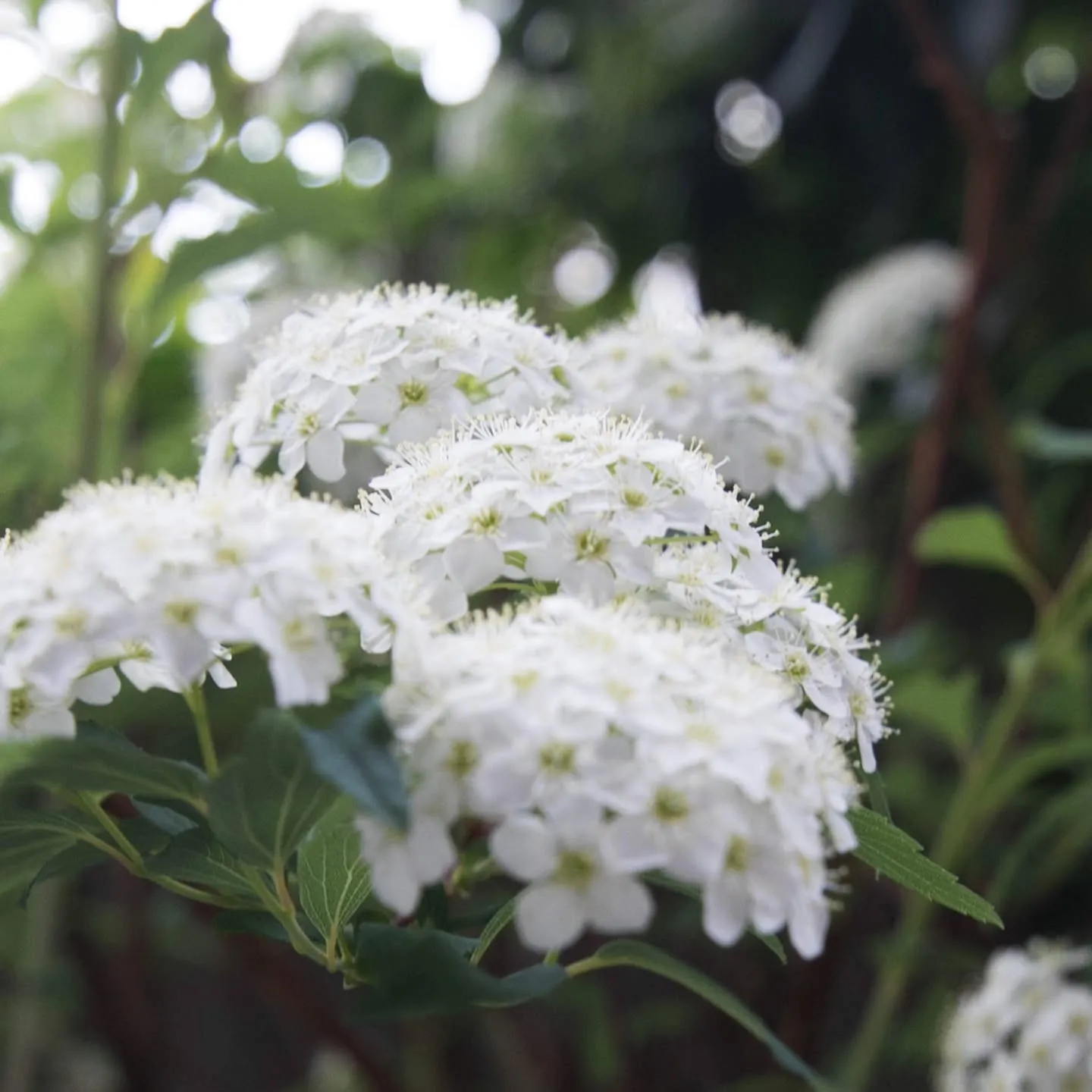 この時期の好きな花の1つ