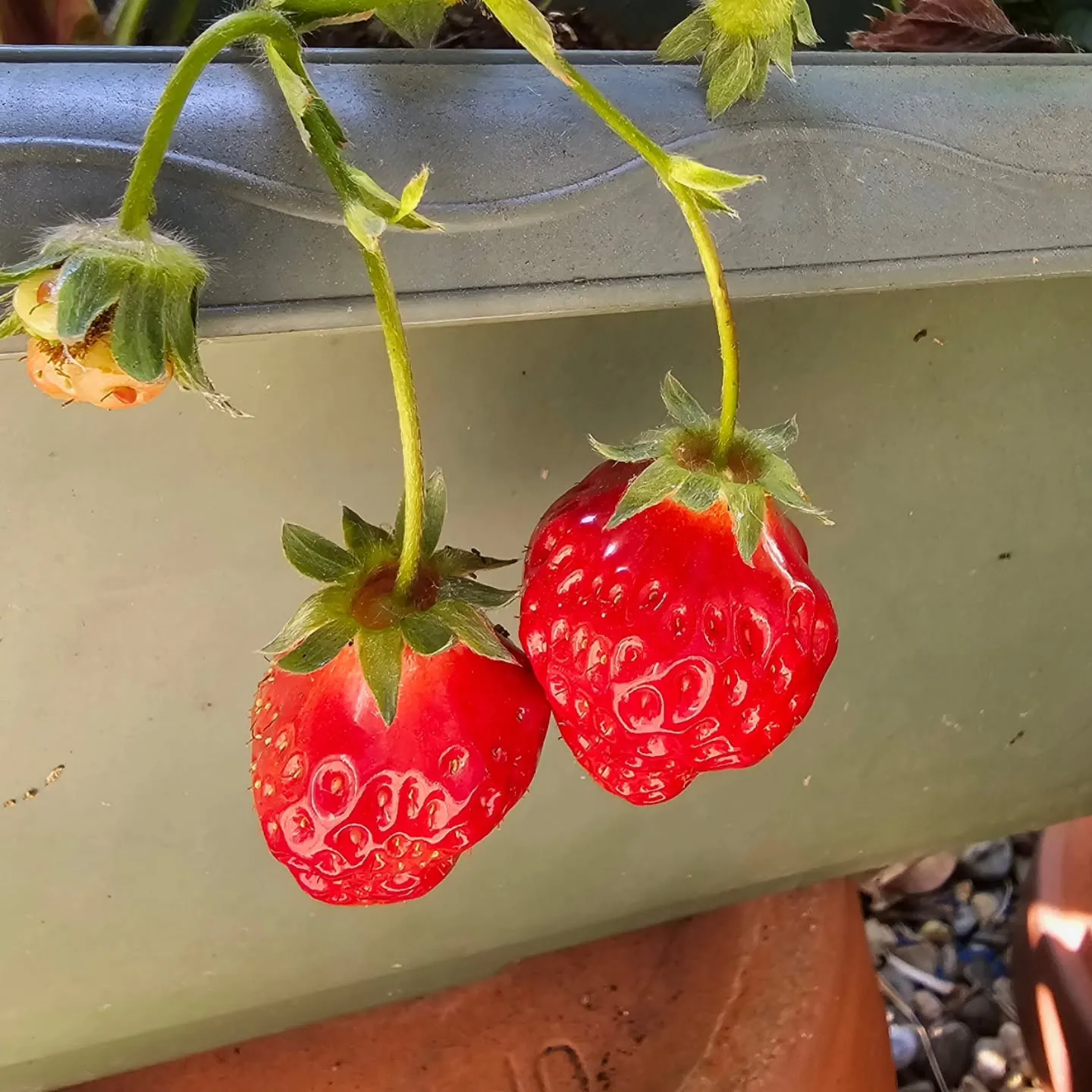 今年の初物です🎶