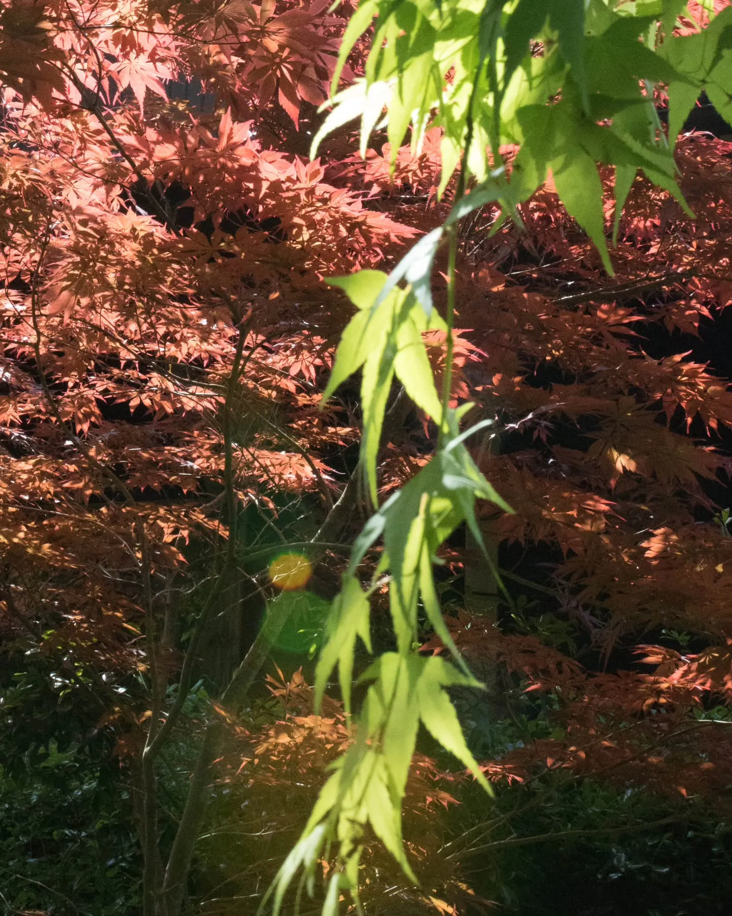 新緑の季節に春紅葉！？コントラストがお気に入り