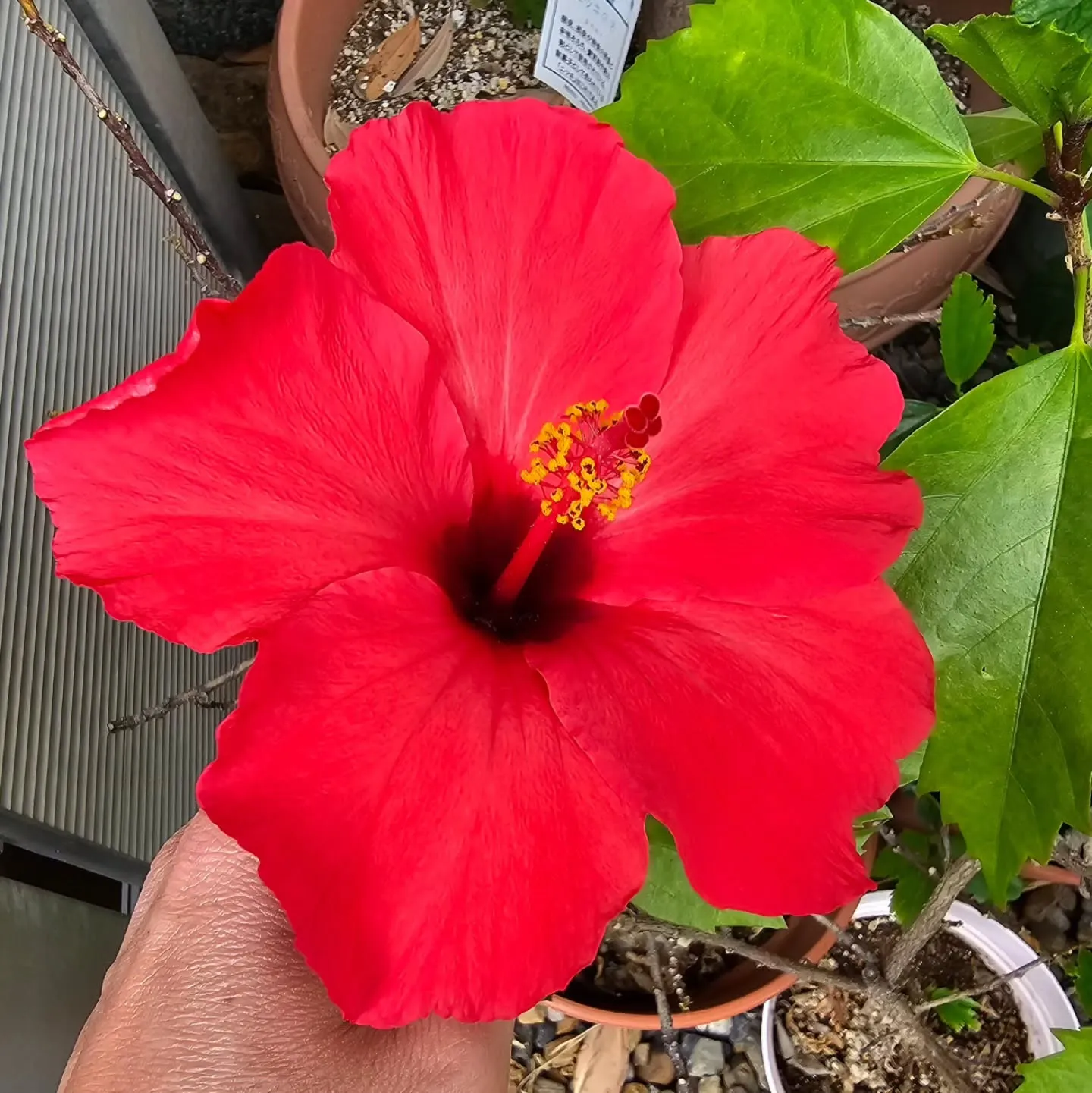 今年初めてのハイビスカス🌺