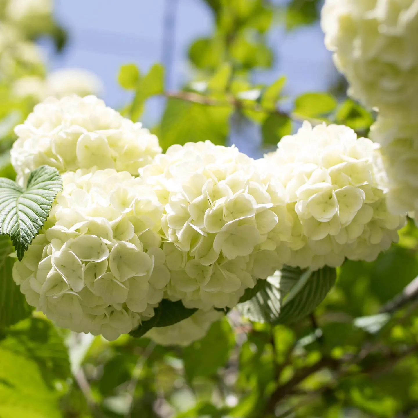 オオデマリが綺麗に咲いていました。