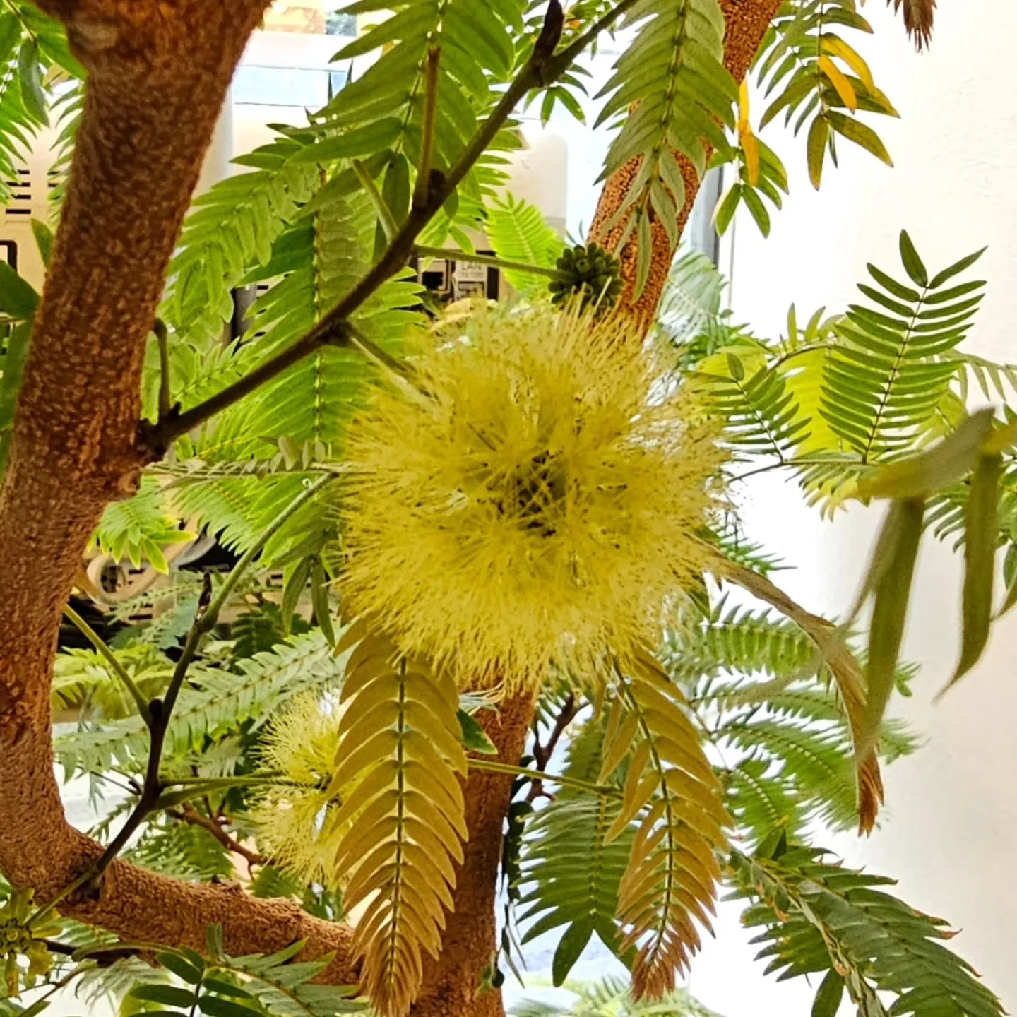 お部屋に安らぎをくれるエバーフレッシュ。