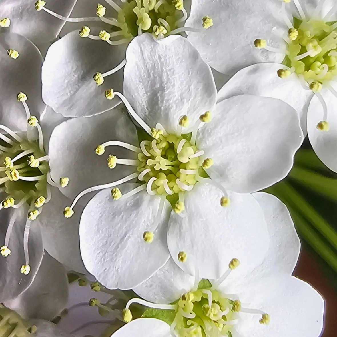 穀雨の季節が到来し、しとしとと降る雨が新緑を育てる頃です。