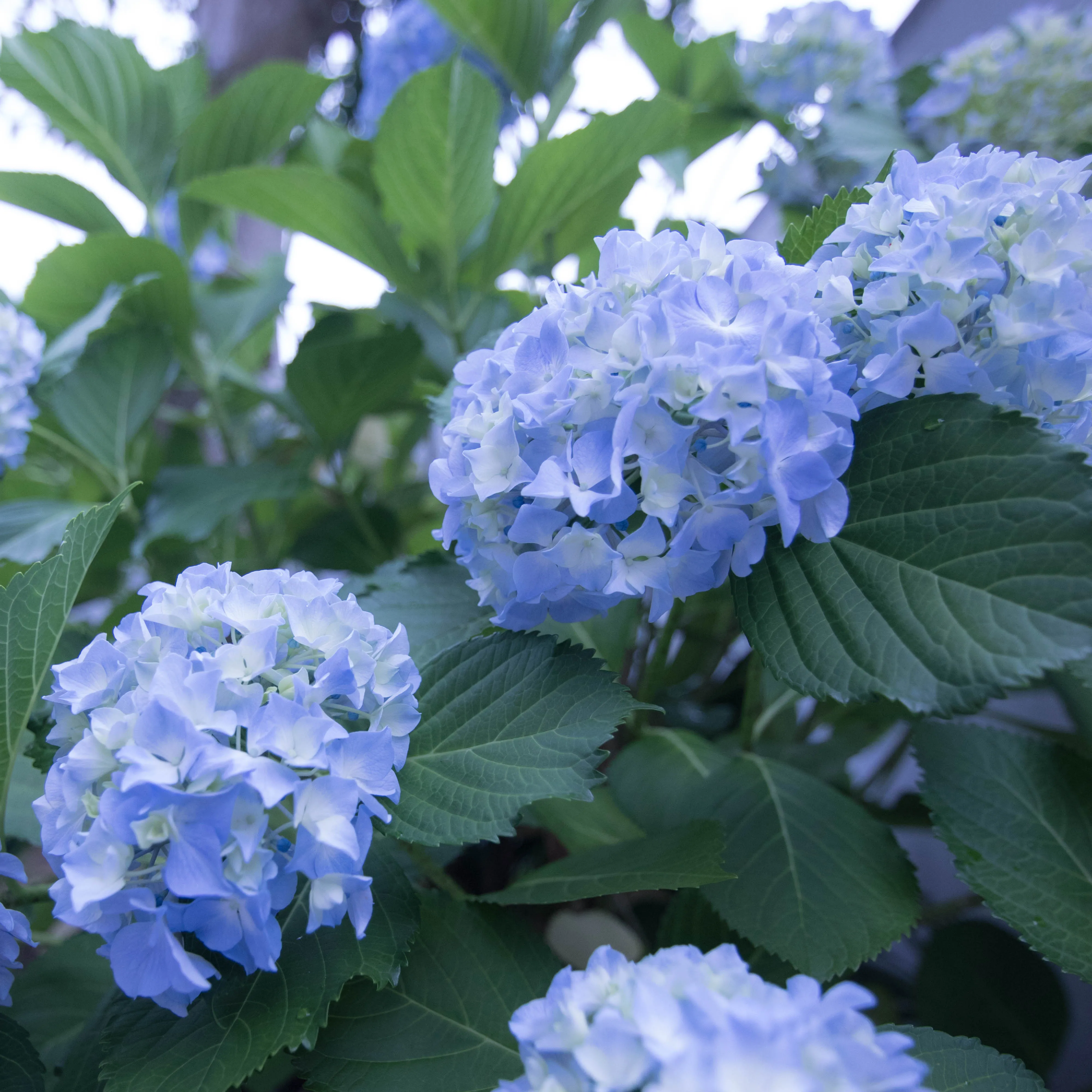 梅雨の季節がやってきました。